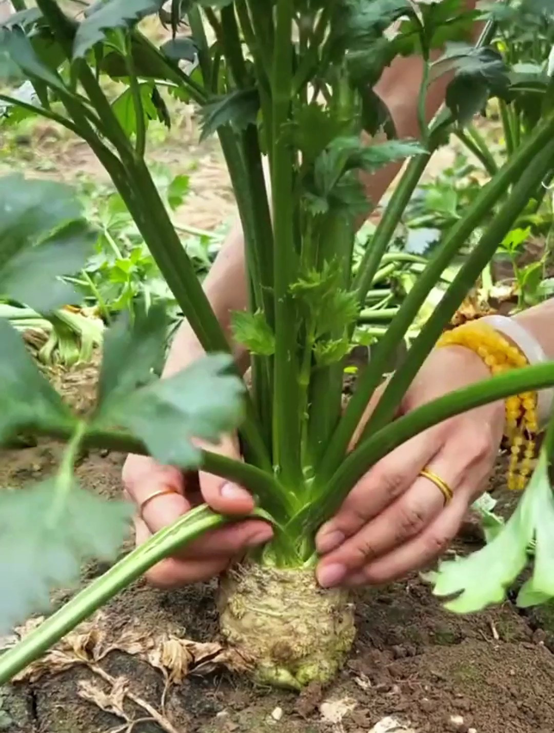 这种蔬菜,中国人只吃叶,却不知根部价值更高,号称“地下菠萝”
