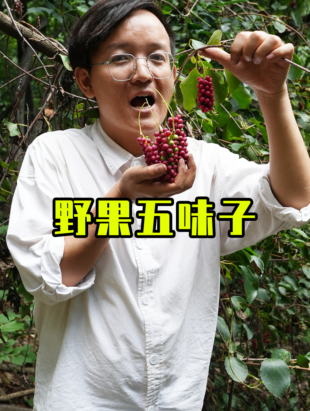 「水果猎人」野外偶遇五味子,真的有五种味道吗?