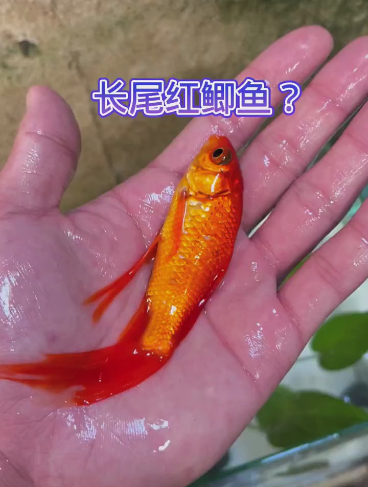 长尾巴的红鲫鱼好漂亮啊