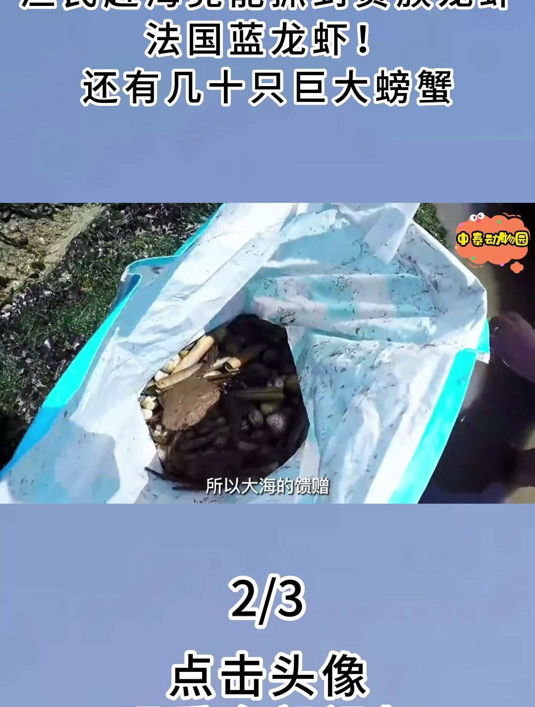 渔民赶海竟能抓到贵族龙虾法国蓝龙虾!还有几十只巨大螃蟹2