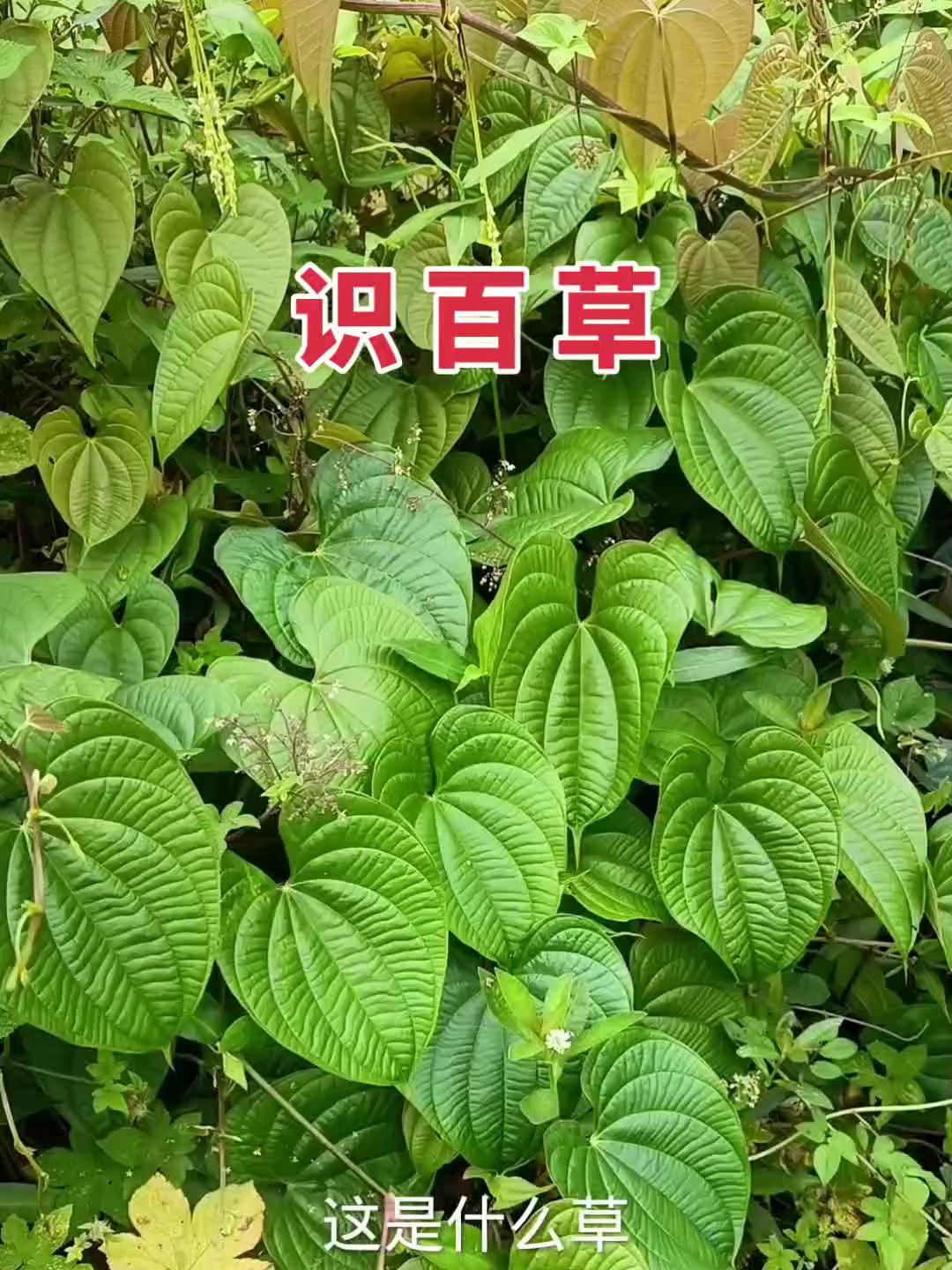 39种常见青草药 您认识几种呢