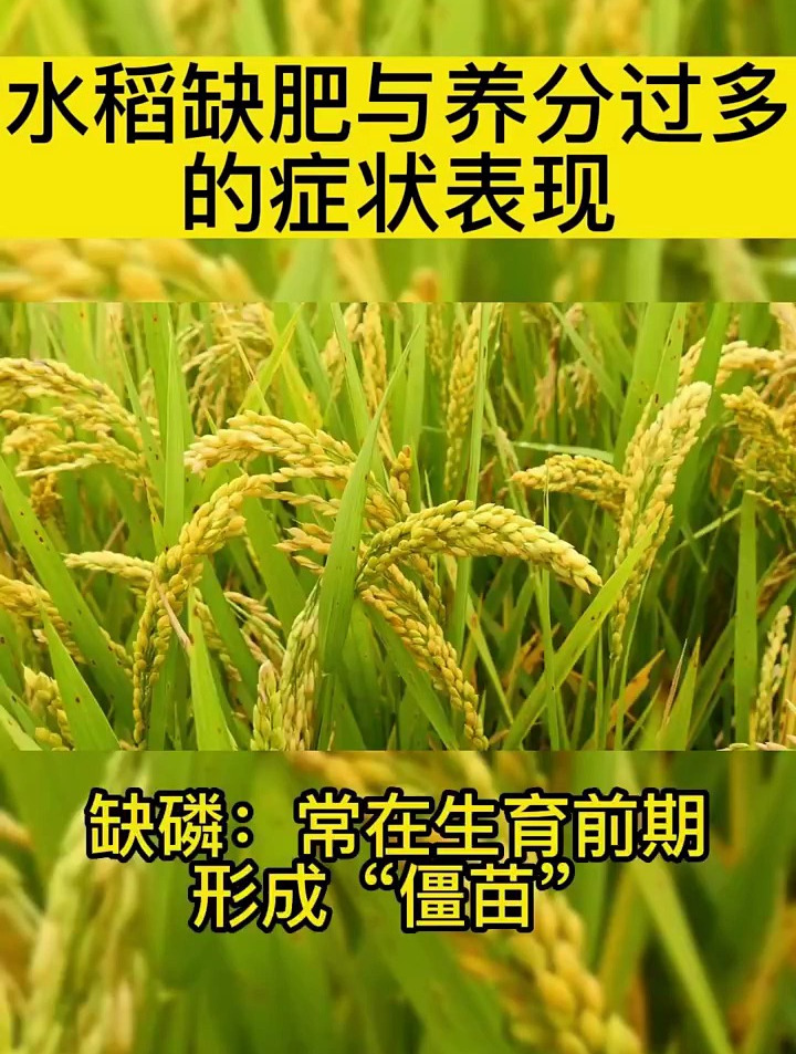 水稻缺肥与养分过多的症状表现是什么?