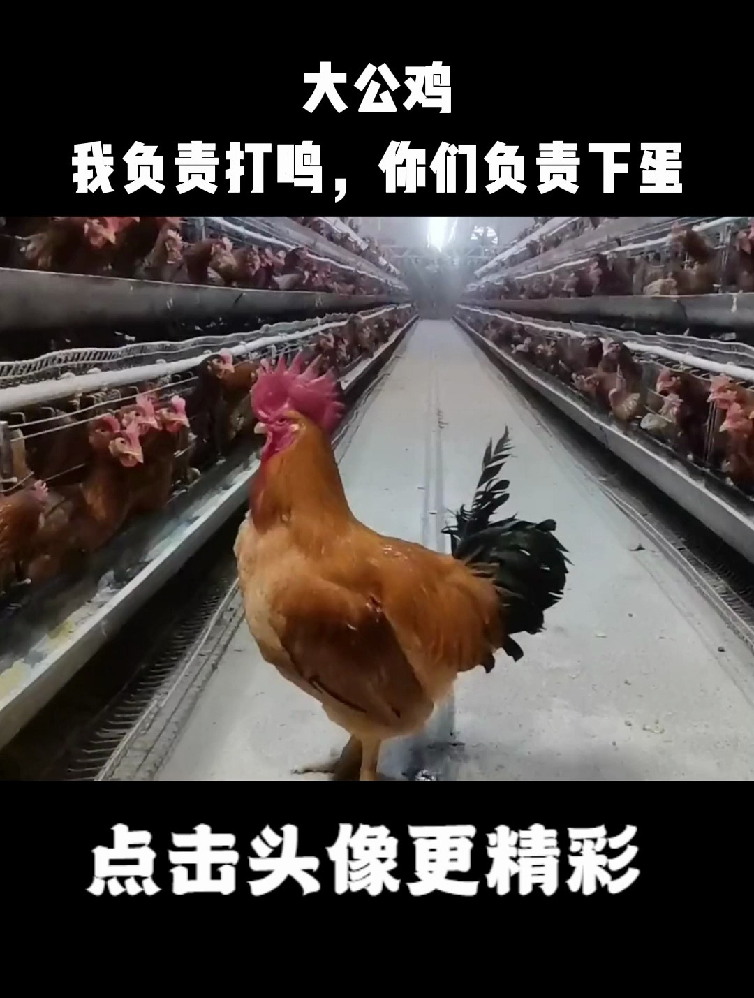 大公鸡:我负责打鸣,你们负责下蛋