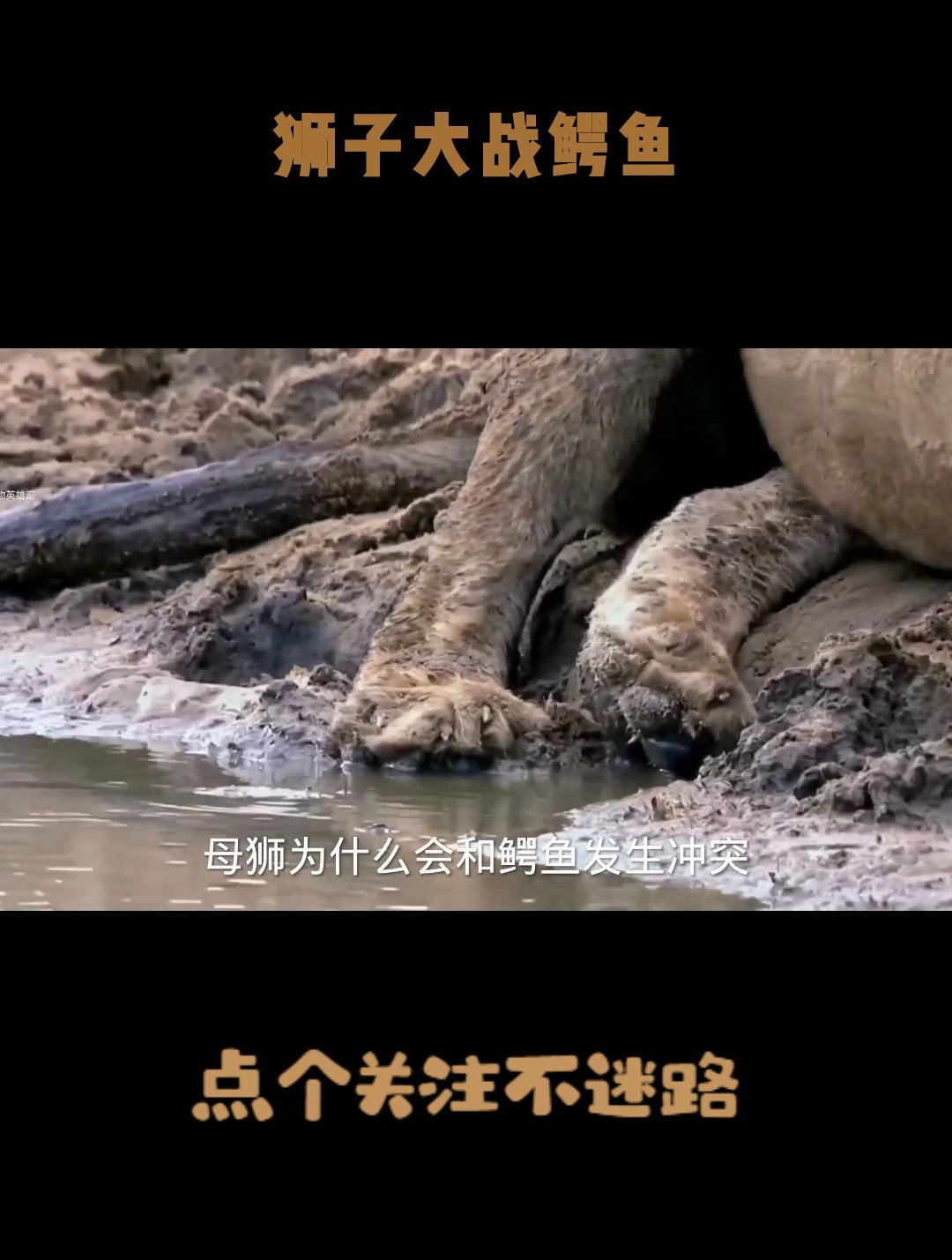 狮子大战鳄鱼,几个死亡翻滚后,母狮被毁容