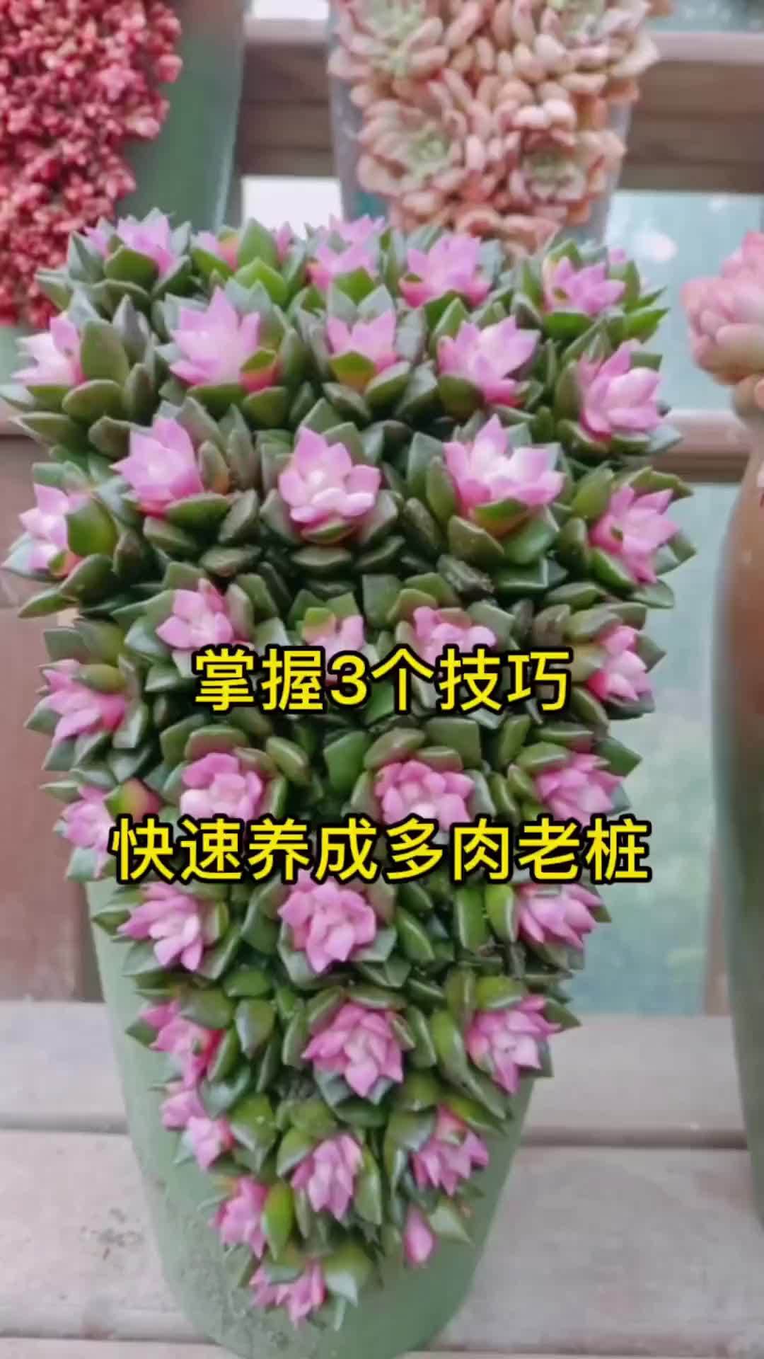 想要多肉快速爆盆成老桩?掌握好这几点就够了!