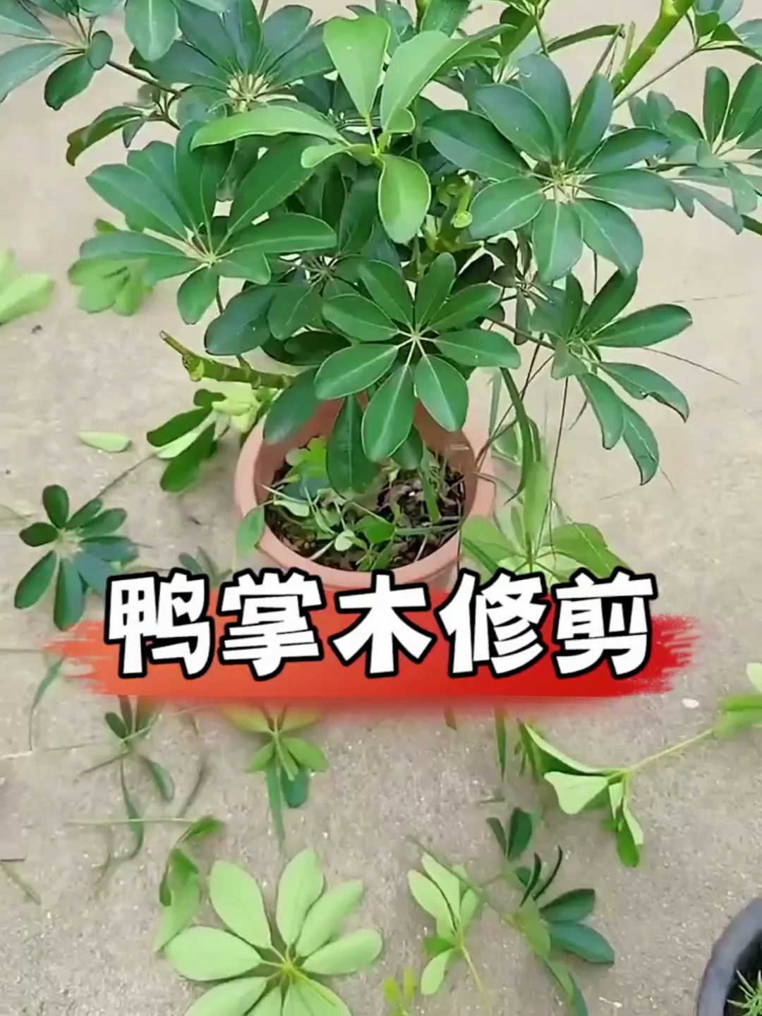 鸭掌木 花卉绿植养花 养花小技巧