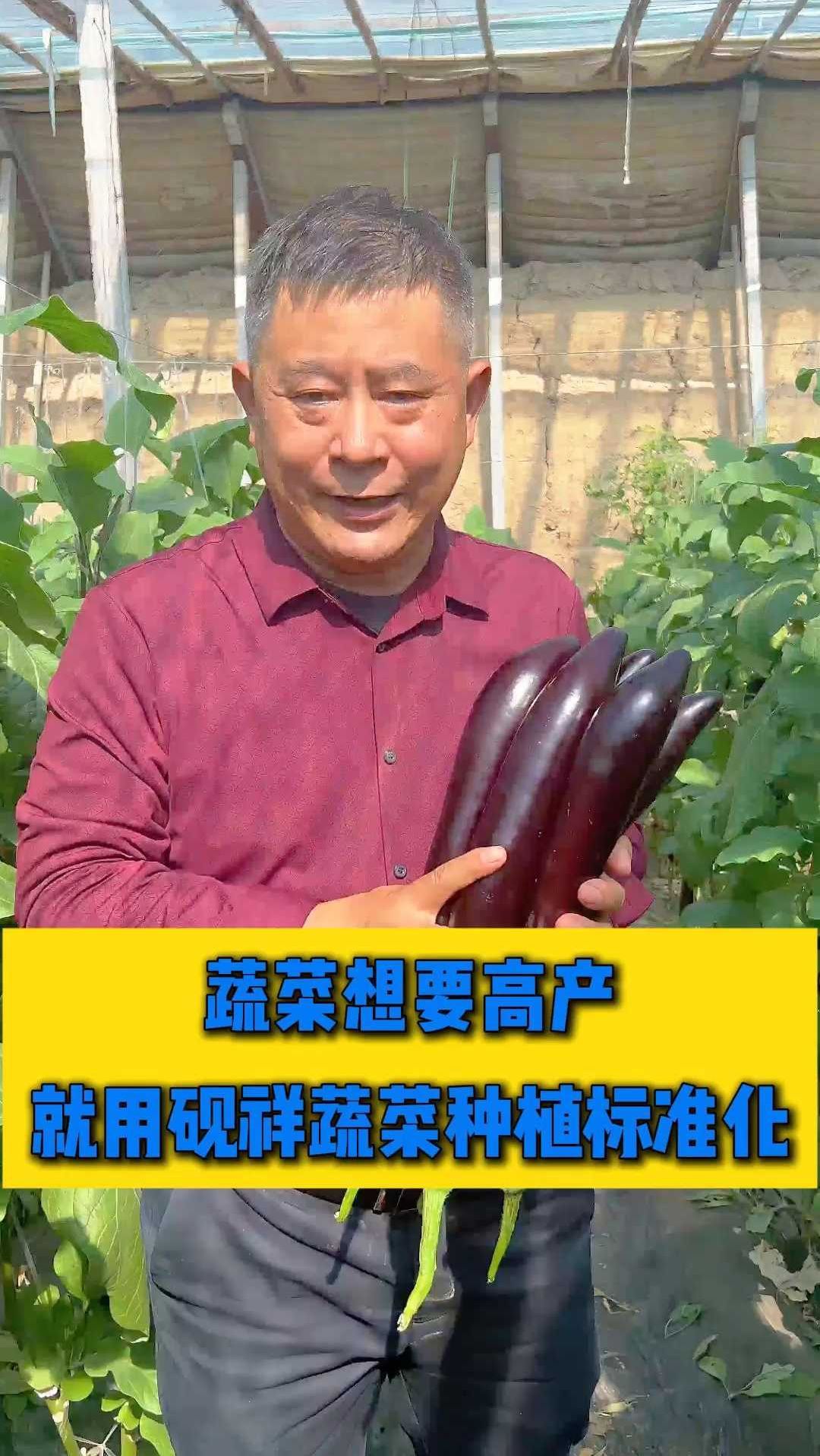 蔬菜要想高产!一定要相信砚祥蔬菜标准化种植方案!