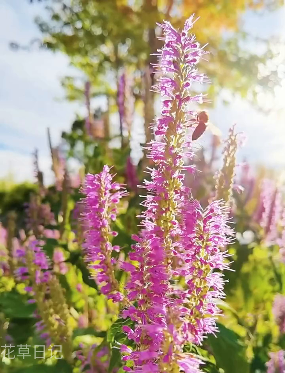 木香薷,也叫华北香薷、野荆芥,是一种直立的落叶半灌木,大概能长到1.2米高,分枝特别多它的