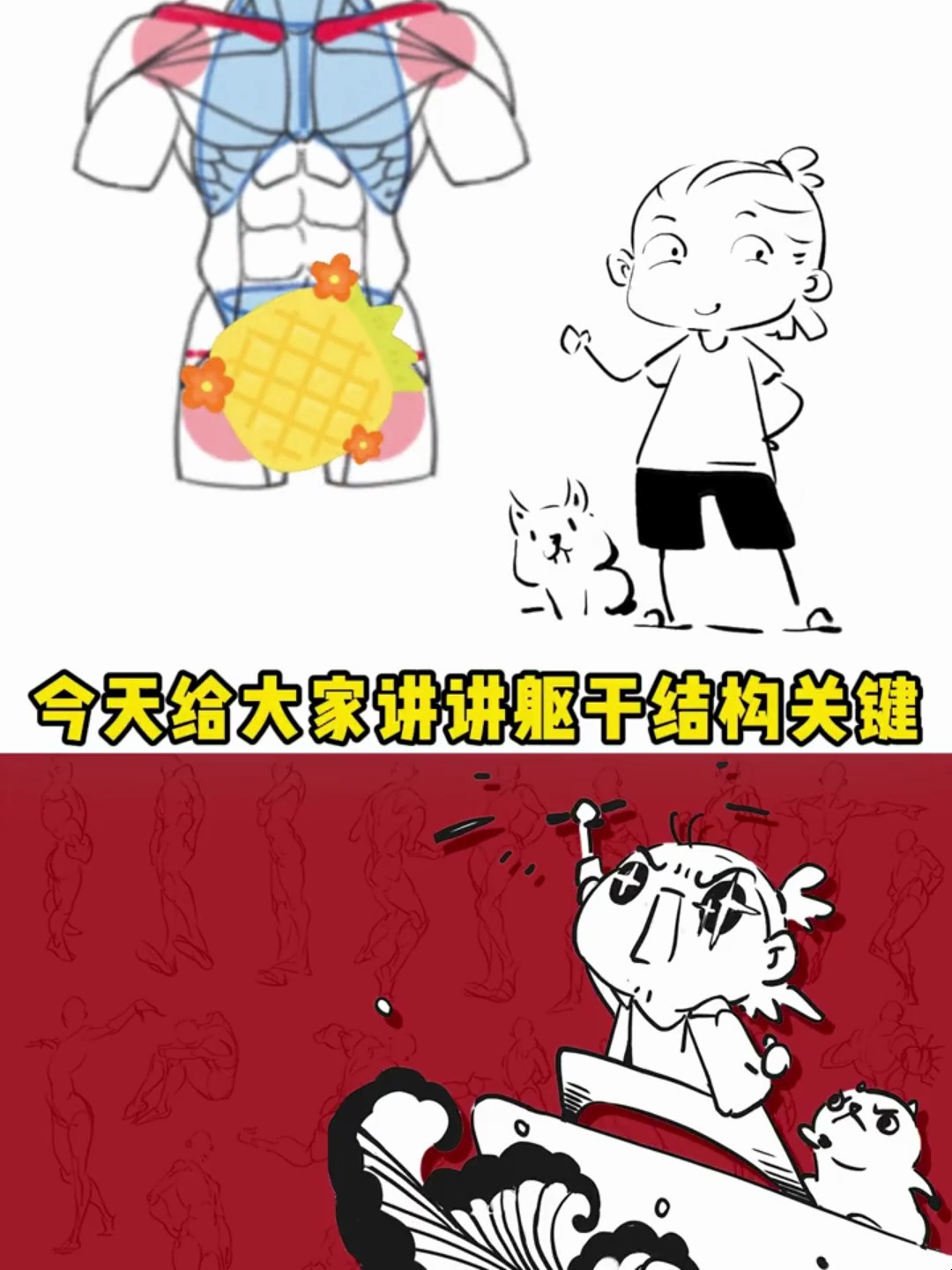 人体肌肉结构:躯干结构绘制指南!