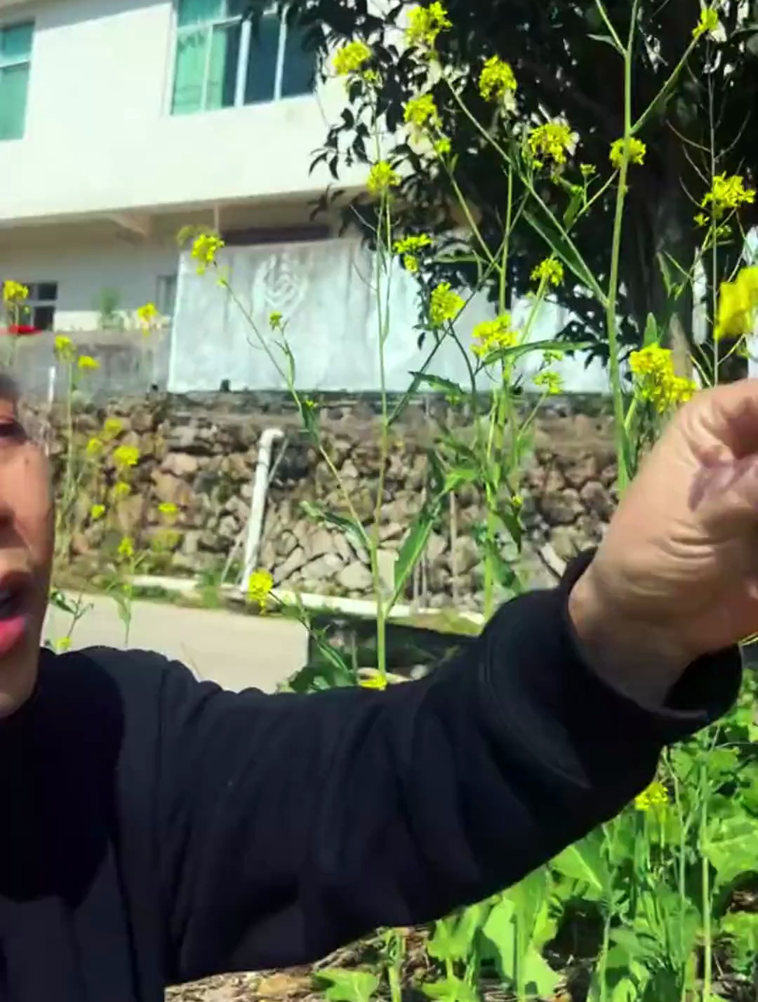 油菜花的方言都叫什么呢?油菜花
