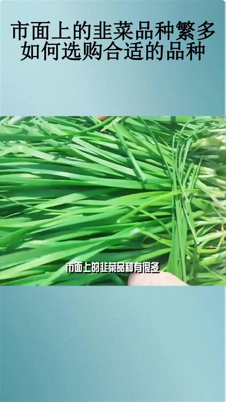 市面上的韭菜品种繁多,如何选购合适的品种?