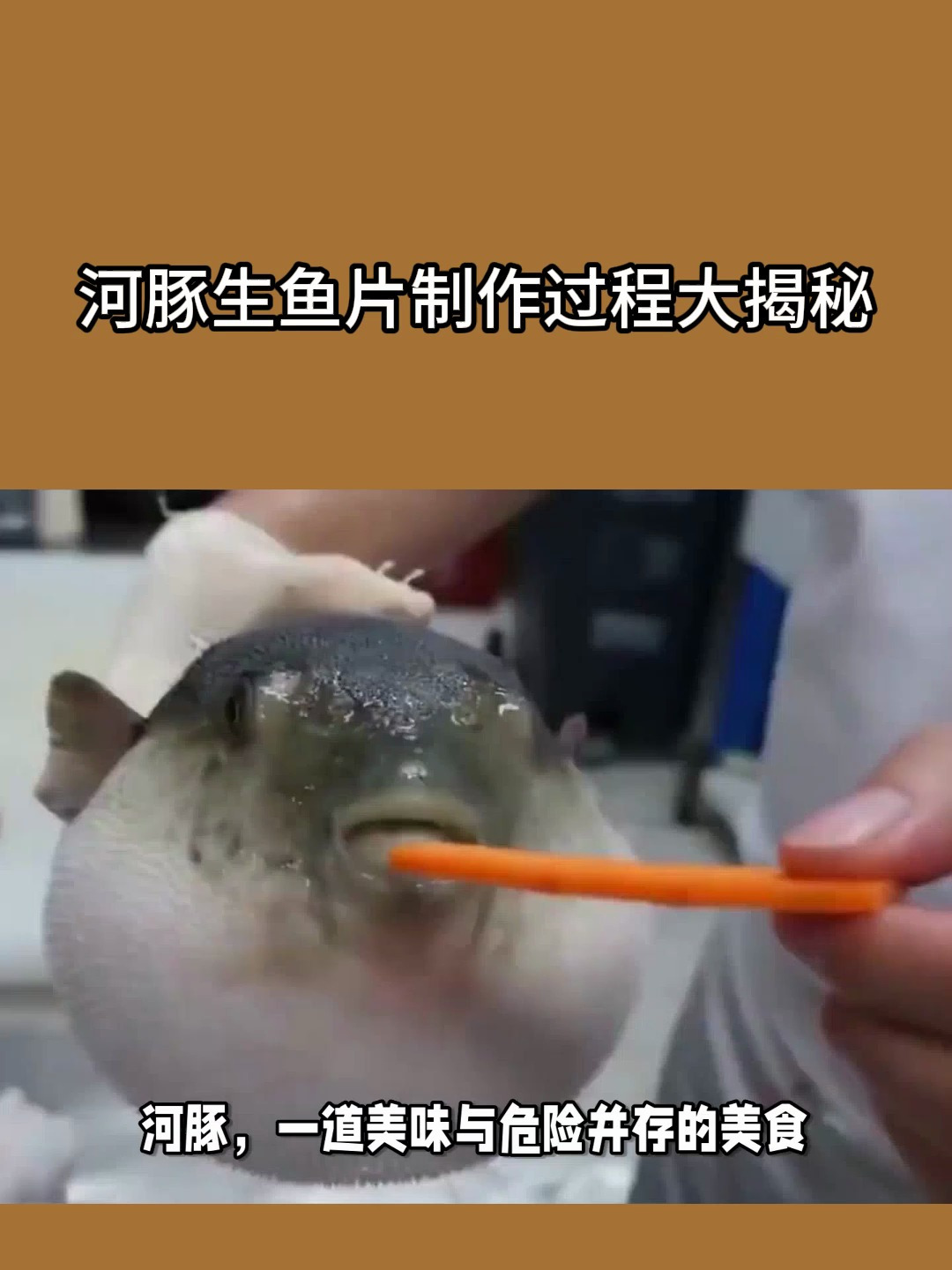 河豚生鱼片制作过程大揭秘