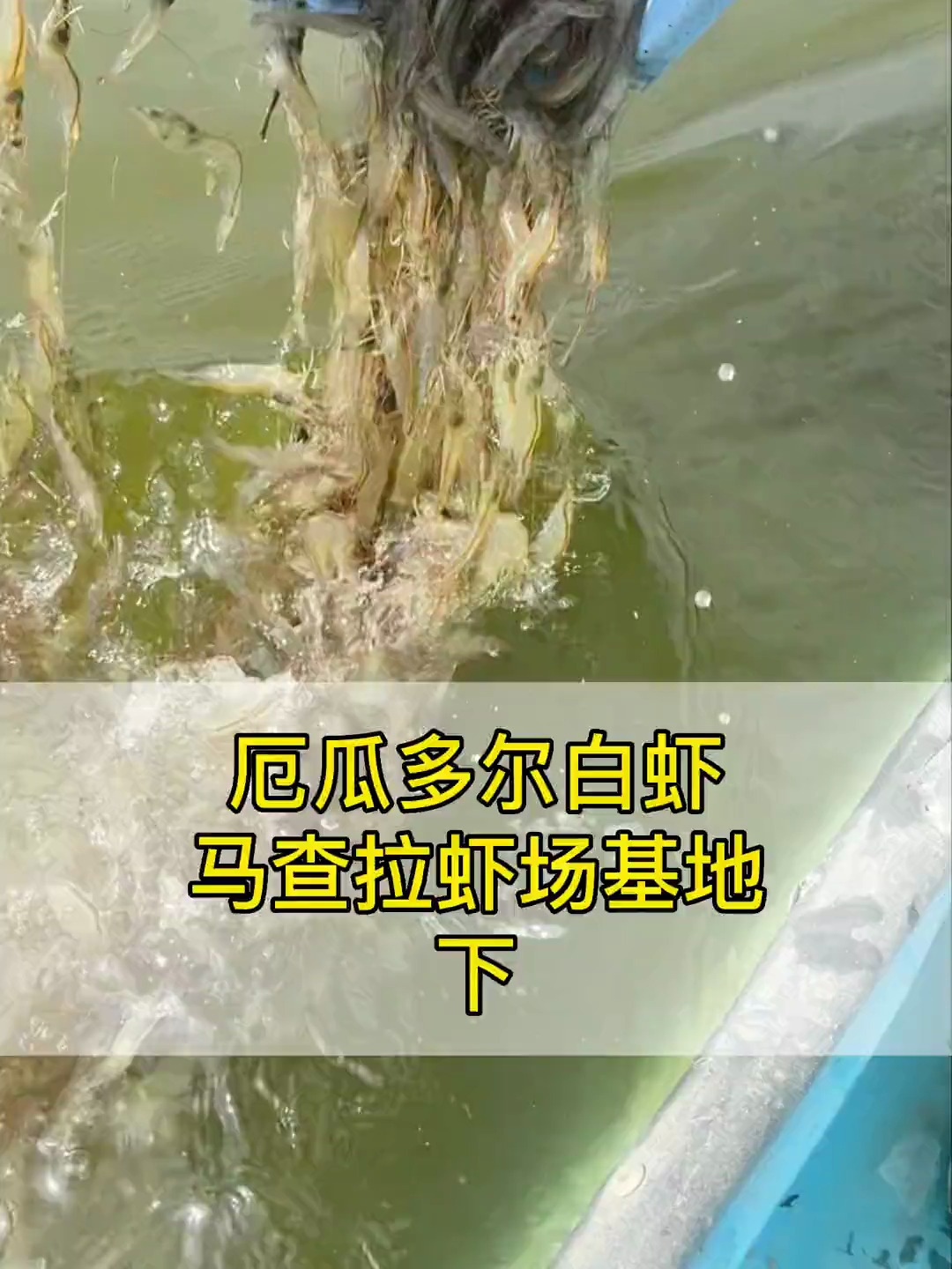 中国小伙在南美洲生活十年,在厄瓜多尔打捞白虾,是什么感受