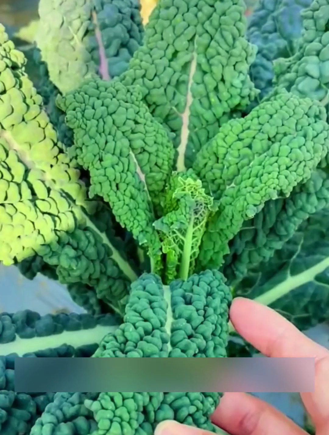 这个皱叶菜新品种,好吃又营养,春天赶紧种起来吧