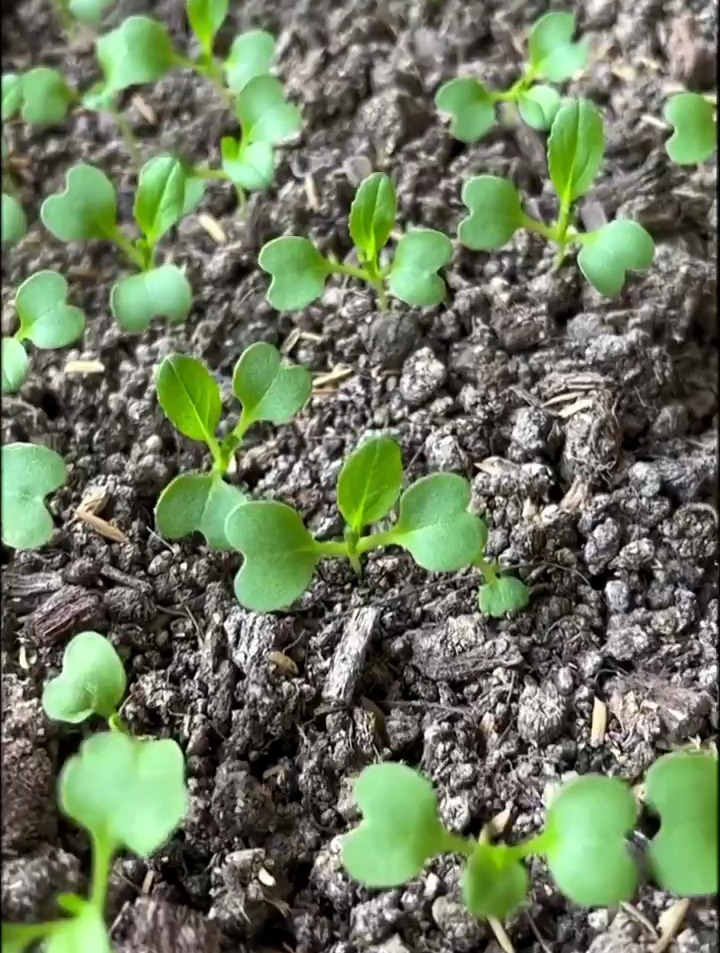 岀苗三天的大白菜如何浇水