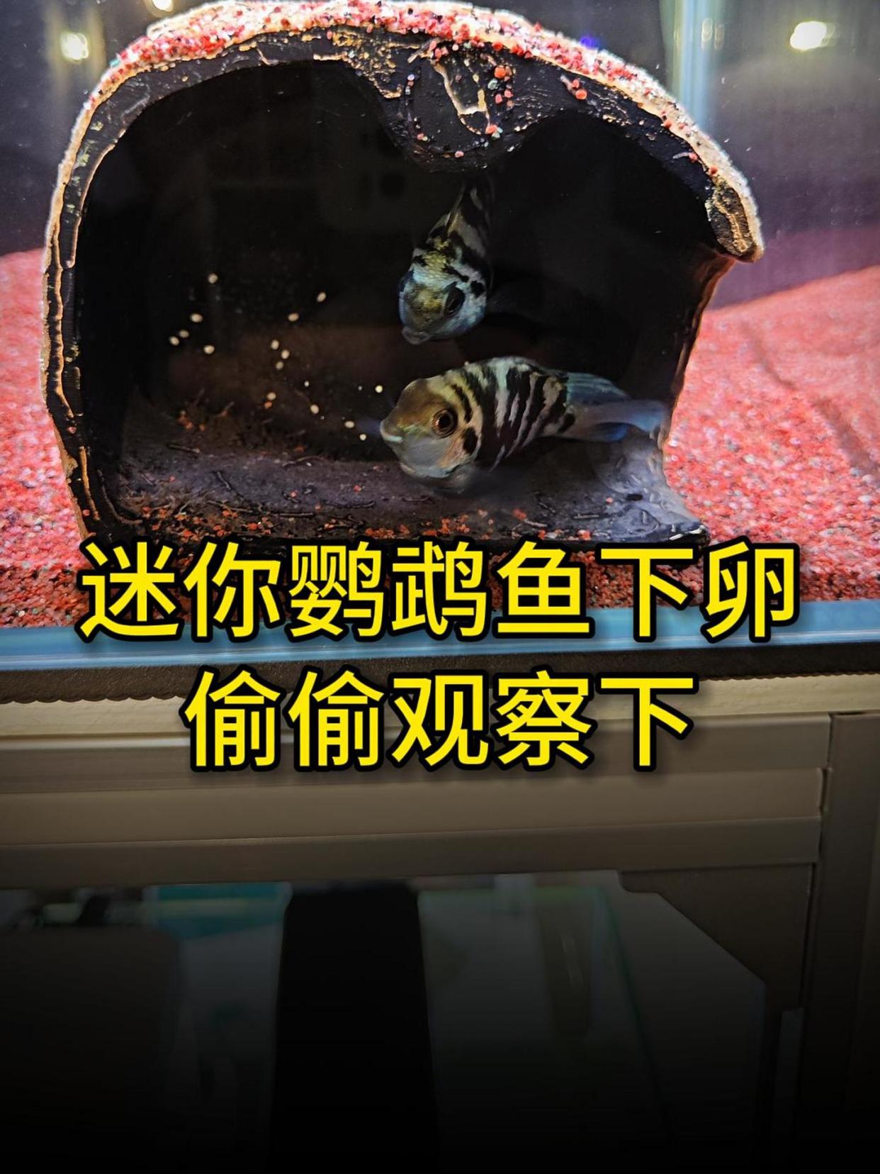 迷你鹦鹉鱼下卵了!头一回这么近距离观察,在磁吸躲避罐里生了娃