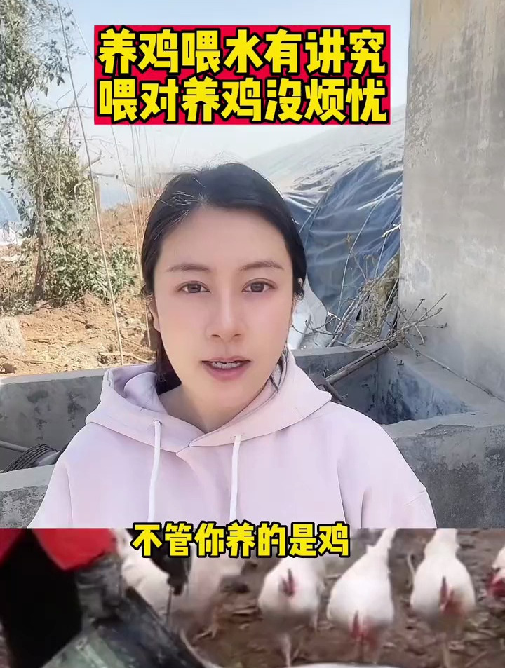 农村 散养土鸡