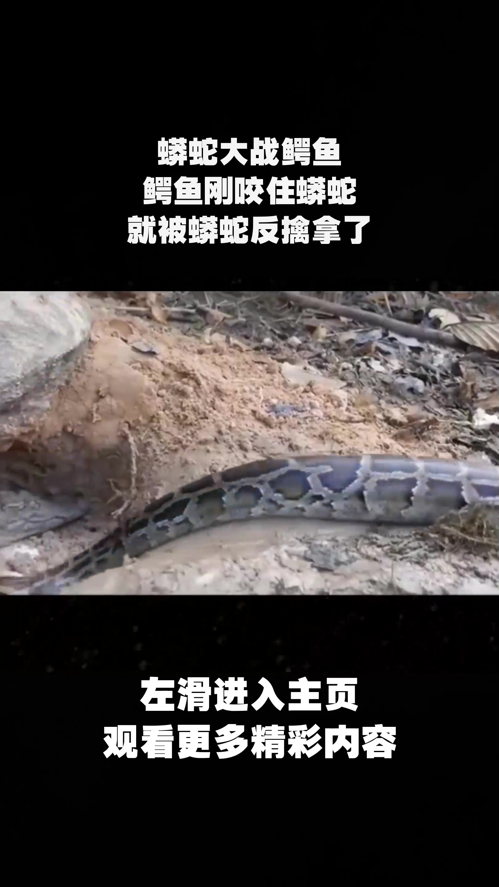 蟒蛇大战鳄鱼,鳄鱼刚咬住蟒蛇,就被蟒蛇反擒拿了