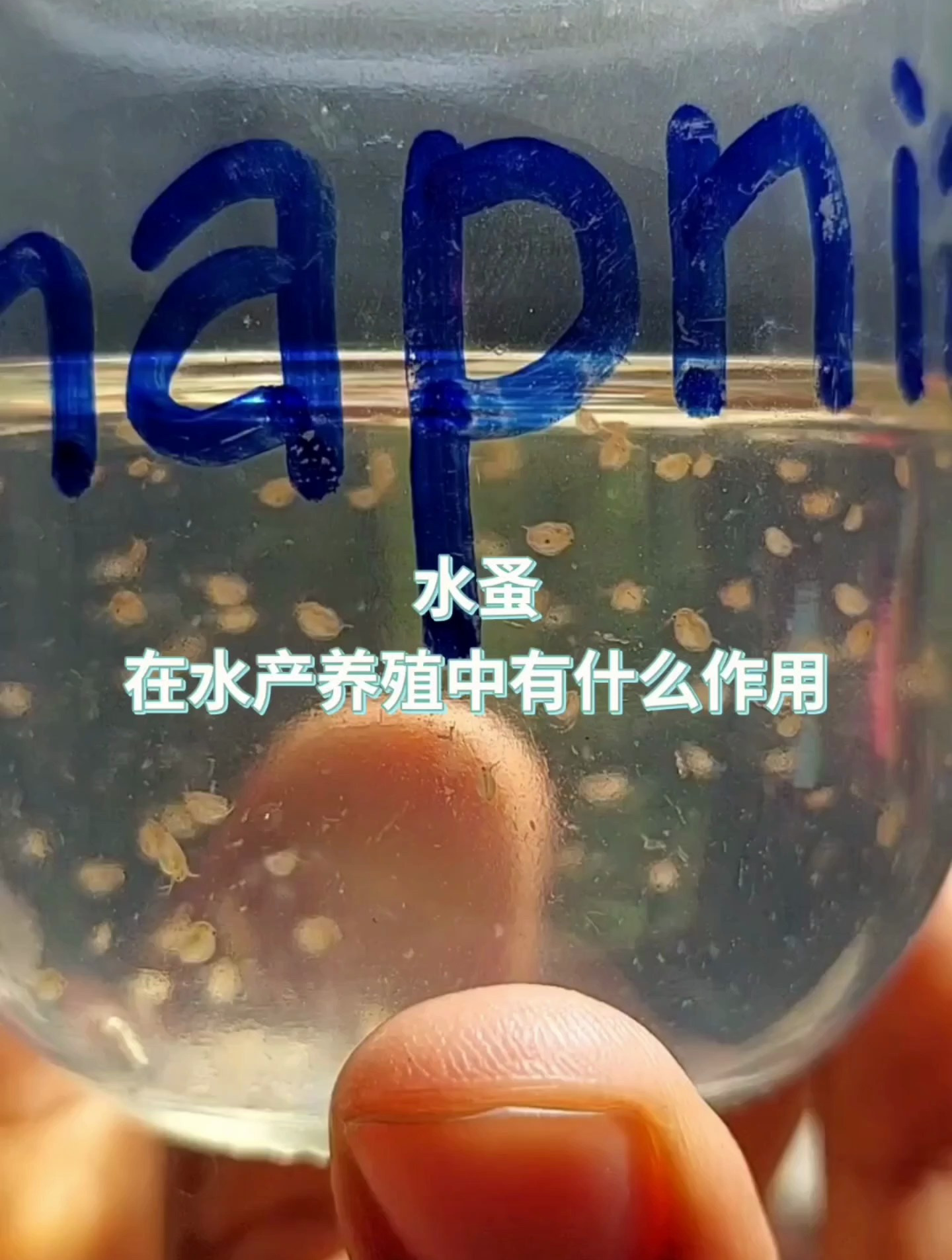 水蚤在水产养殖中的大作用!老养殖都必须知道!