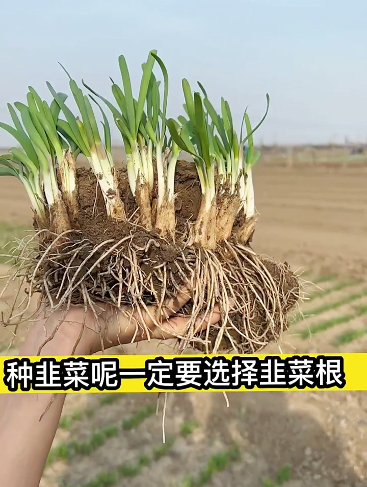 韭菜根什么时候种植最好?需要移栽吗?老农告诉你别做错了!