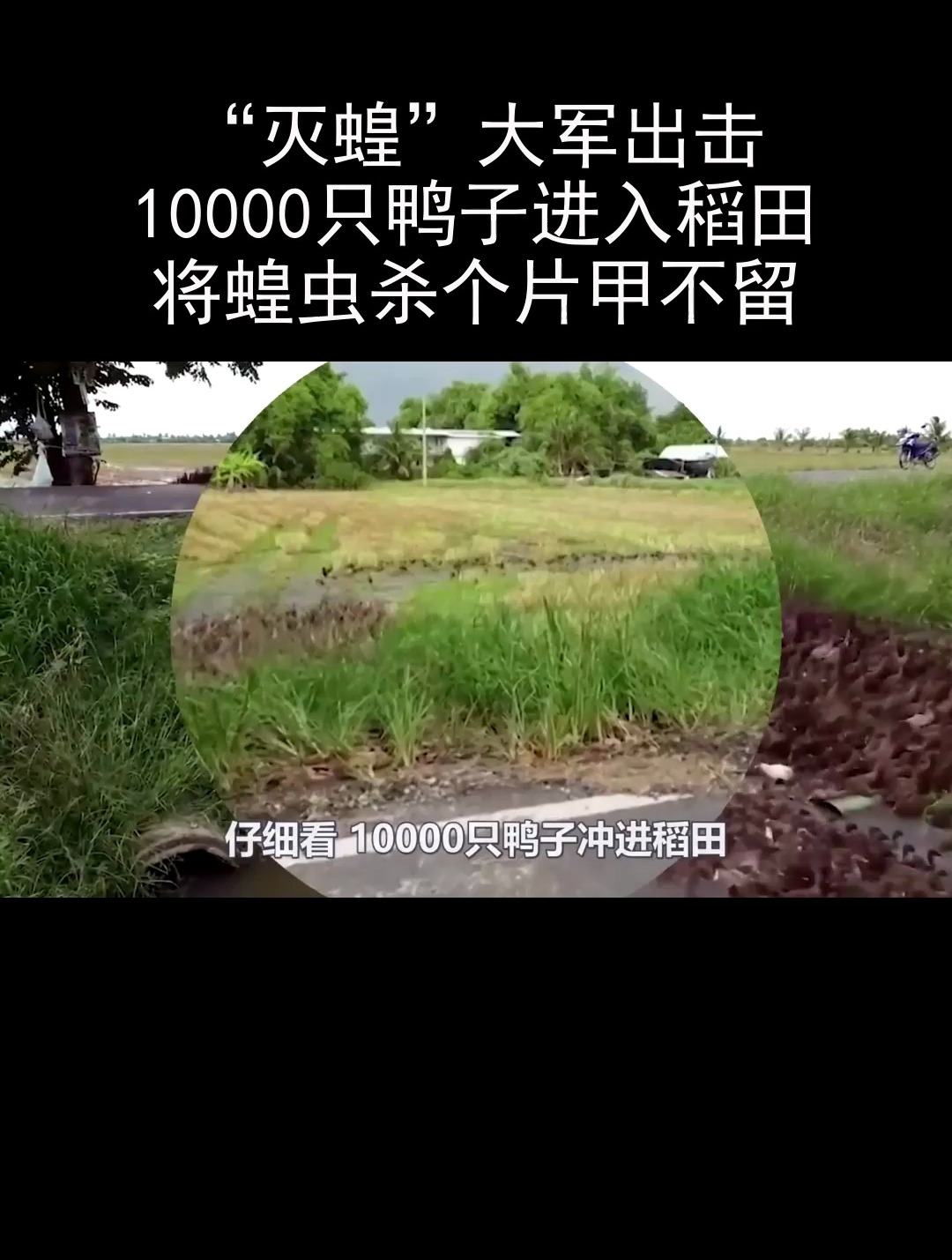 “灭蝗”大军出击,10000只鸭子进入稻田,将蝗虫杀个片甲不