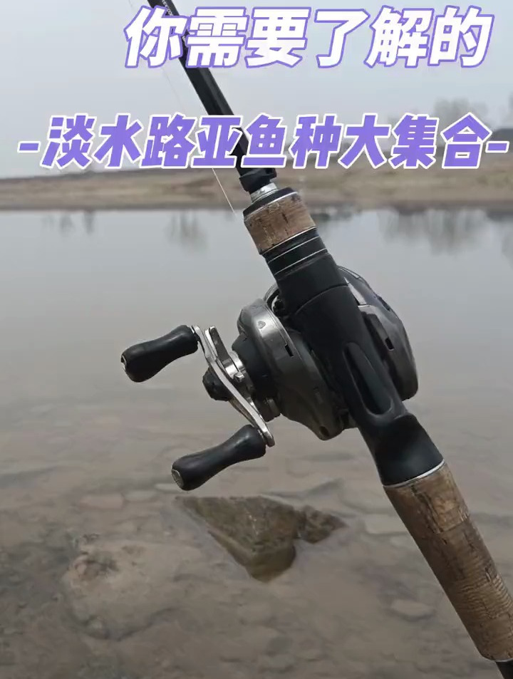 新手需要了解的淡水路亚鱼种大合集。您那里有哪些目标鱼呢?