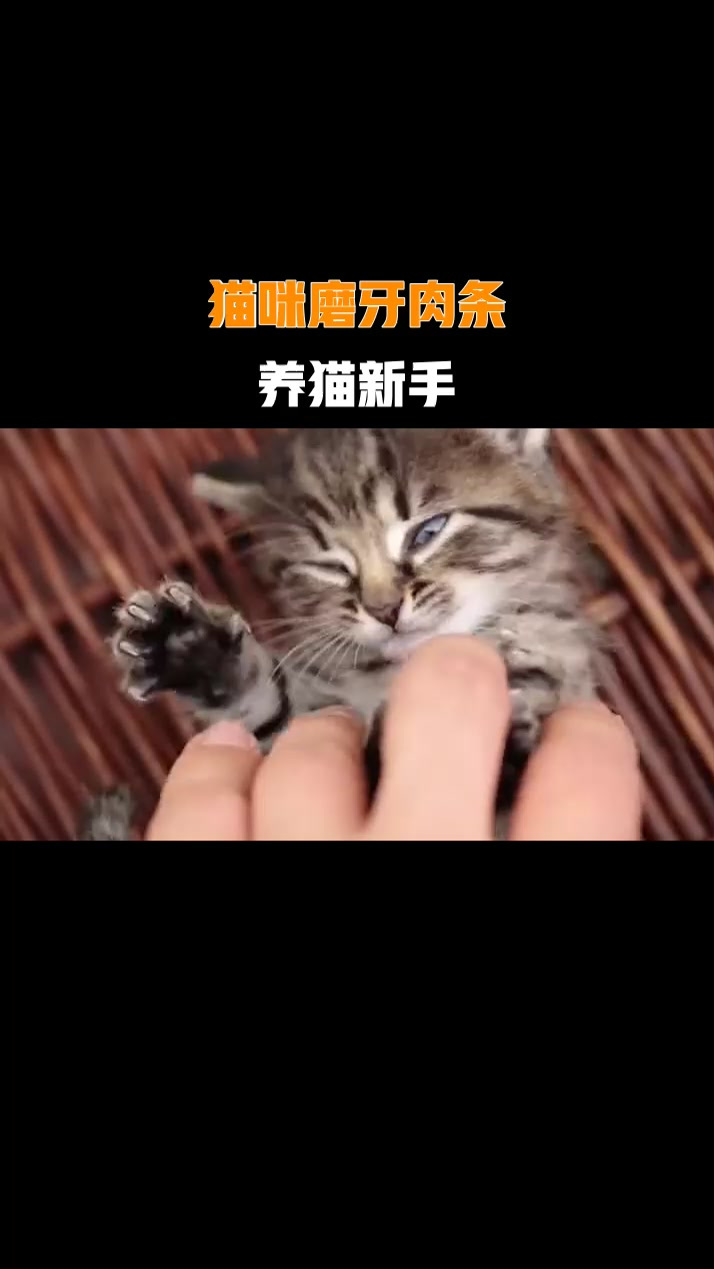 猫咪磨牙肉条,养猫新手