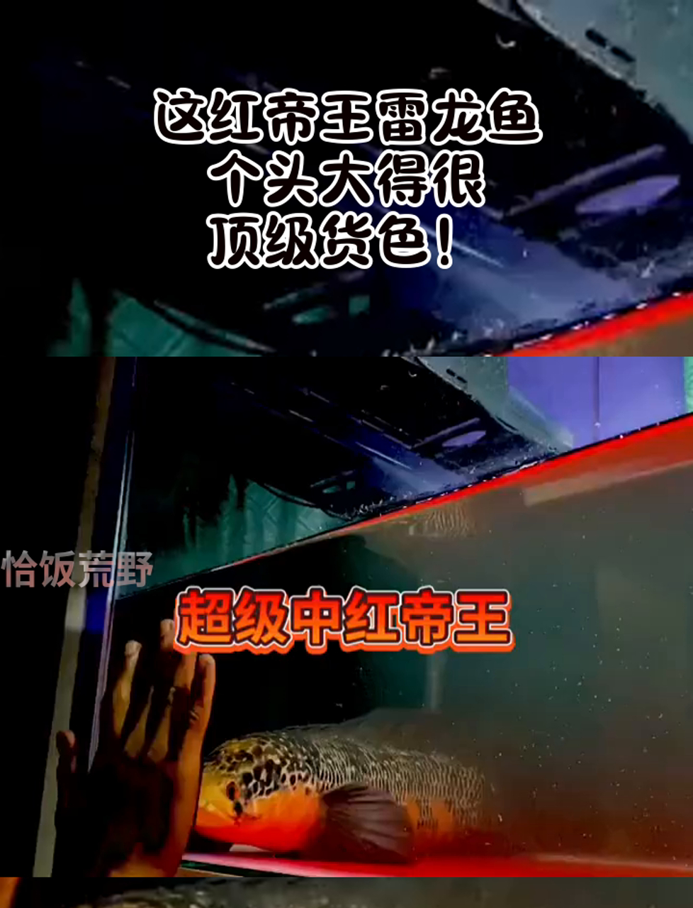 这红帝王雷龙鱼,个头大得很,顶级货色!