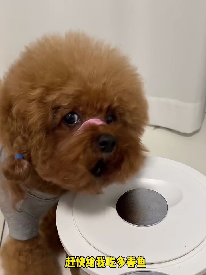 常吃多春鱼不仅美毛亮毛还能磨牙,营养又美味 猫猫狗狗都爱吃