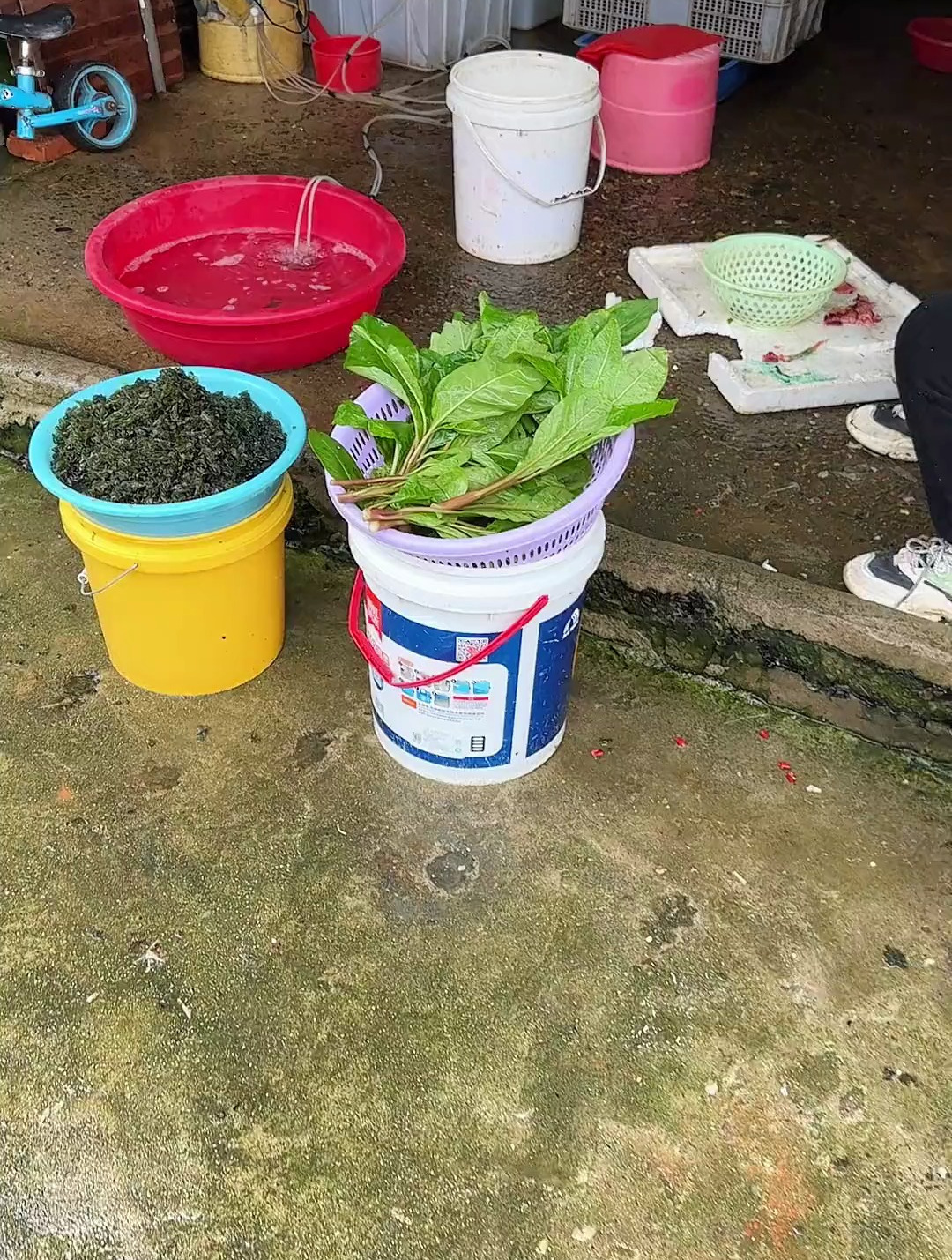这个是什么菜,你知道它的学名吗?