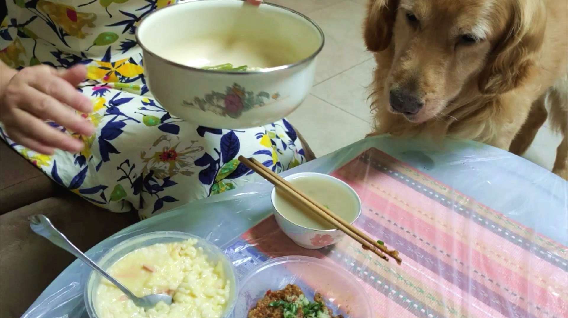 粉蒸牛肉、粉蒸排骨、粉蒸肥肠、豆汤饭,11岁金毛狗狗笨笨的日常