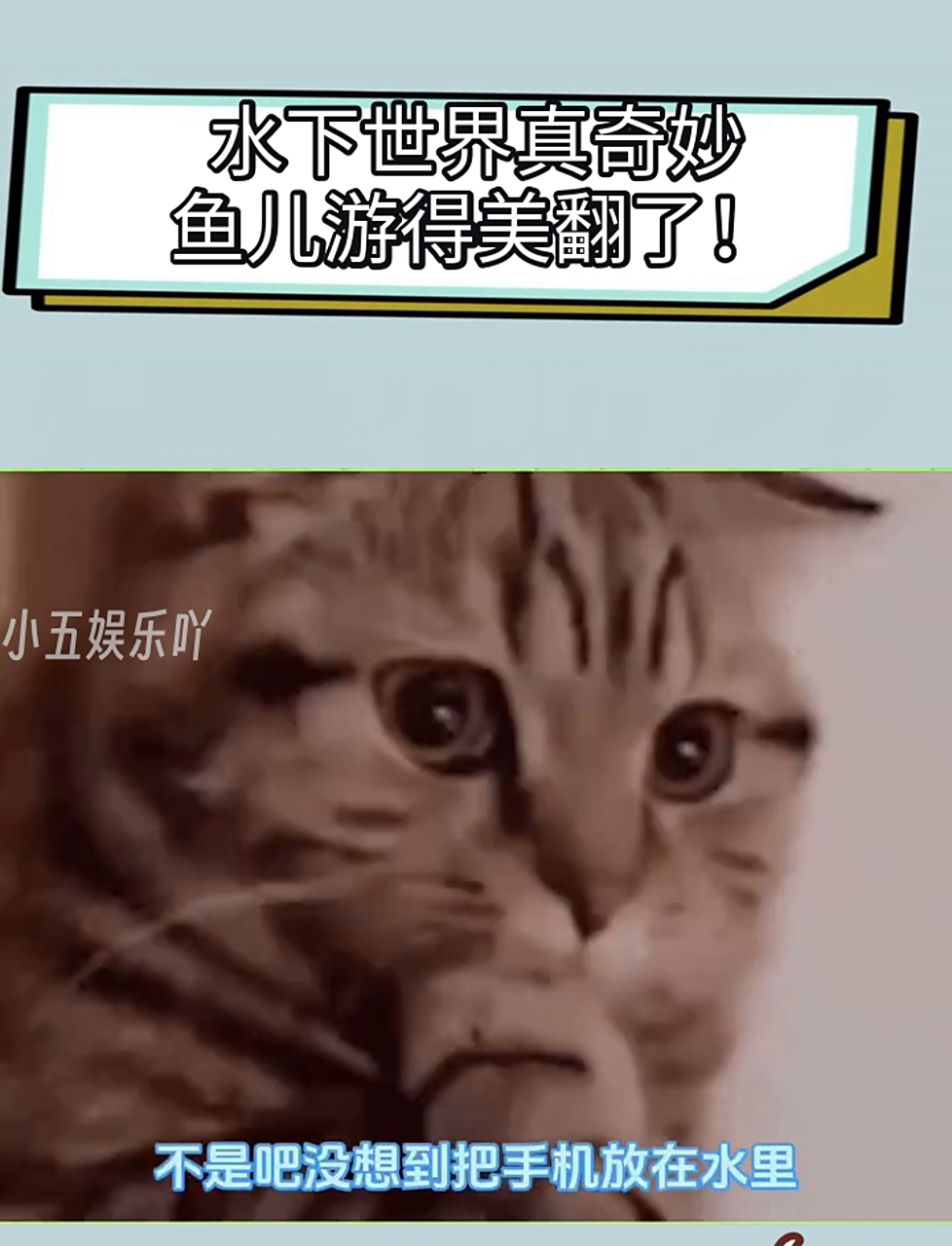 水下世界真奇妙，鱼儿游得美翻了！