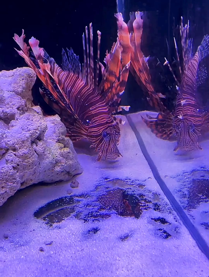这海鳗的鼻子太有特点了!