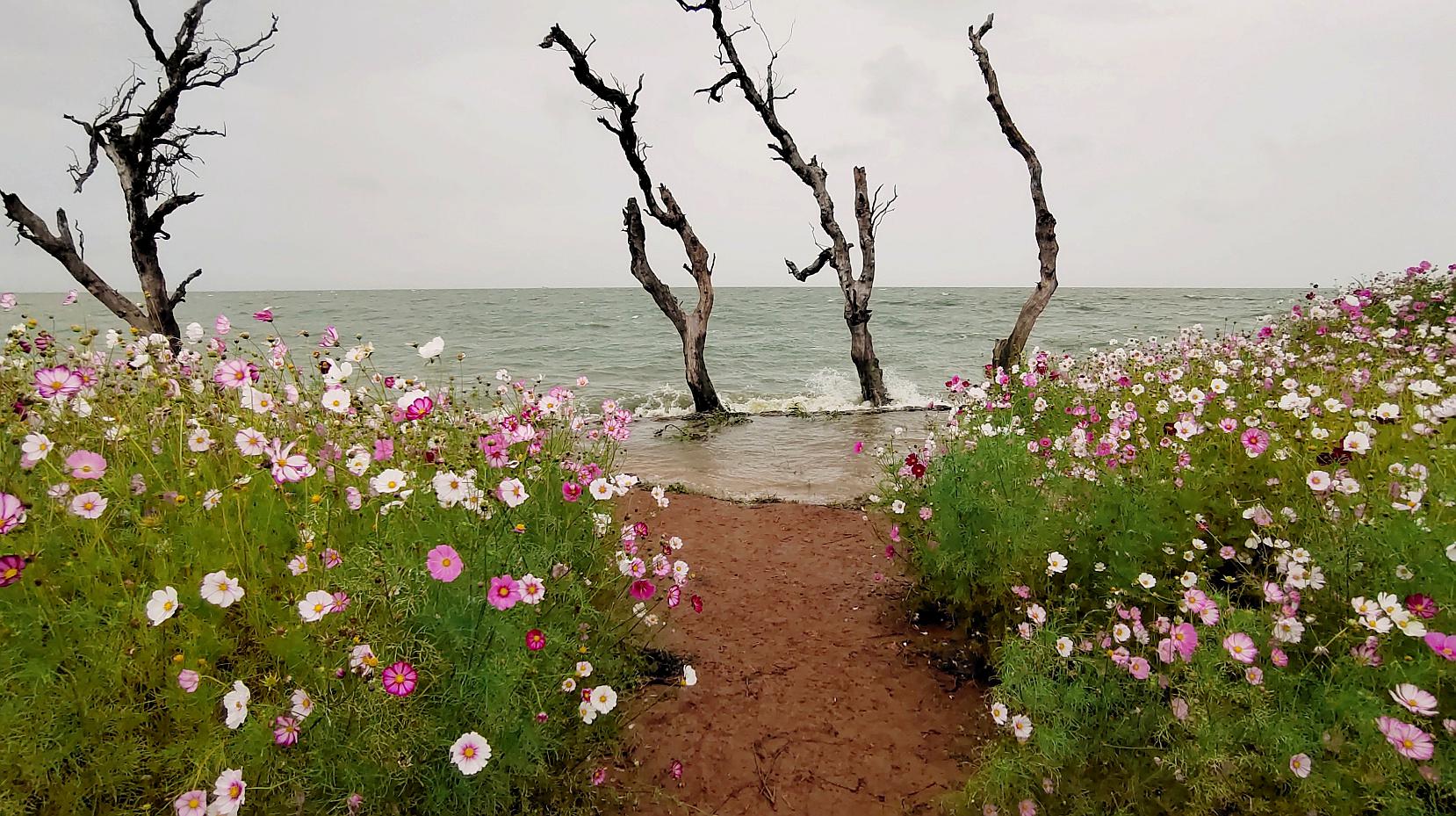 [图]波斯菊花海！真正“面朝大海，春暖花开”