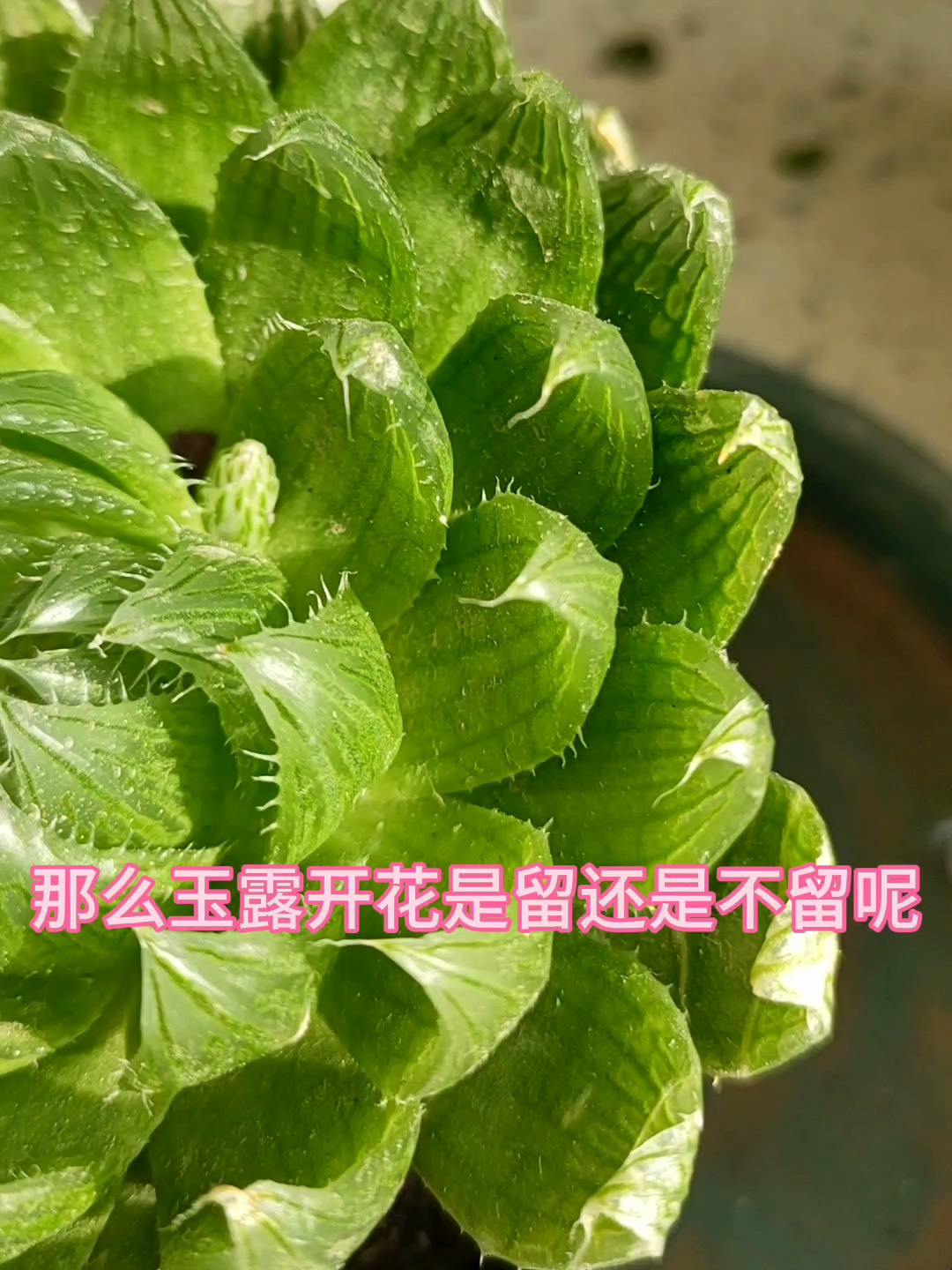 玉露开花留还是不留?要做对