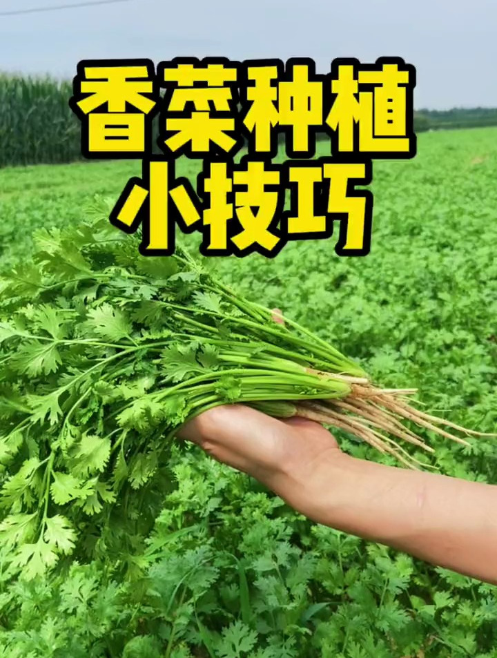 香菜种植选好品种,种前先破壳,盖上薄土即可,一年四季均可种植