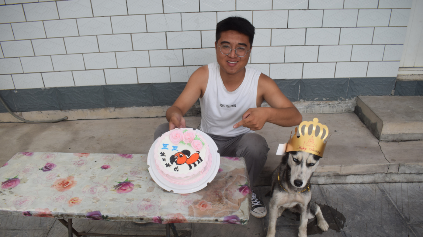 哈士奇要过生日了,小吉借钱为它买回了蛋糕,可把这傻狗感动坏了