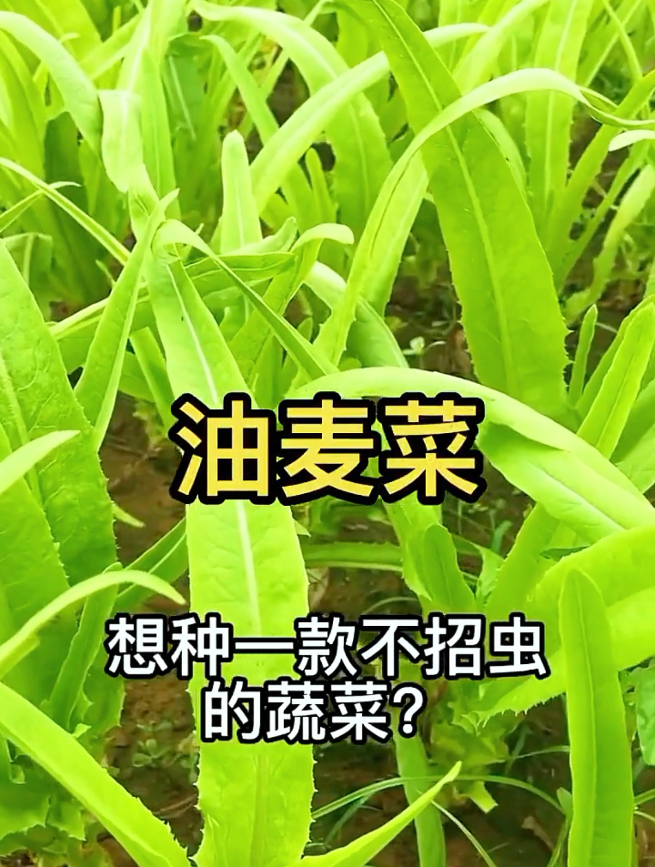 阳台种菜光照条件不足怎么办?推荐种植油麦菜,种一次采收大半年
