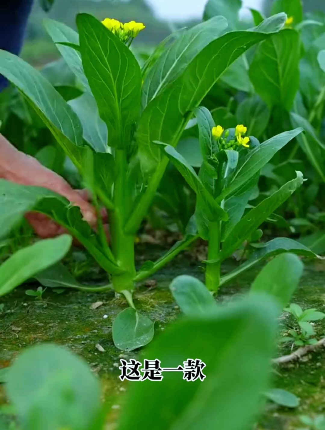 全年都可以种的甜心菜,它耐热耐寒高产清脆香甜,营养价值还高!