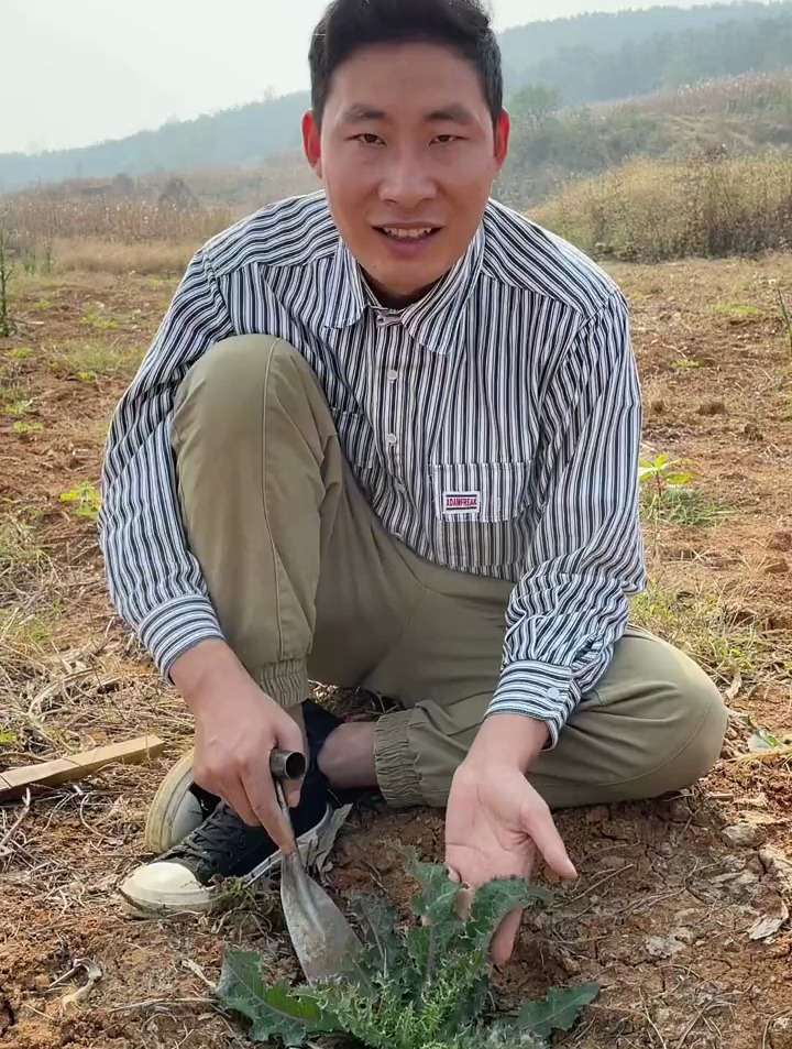 花叶滇苦菜也叫断续菊,它的外形像极了蒲公英,大家不要弄混了