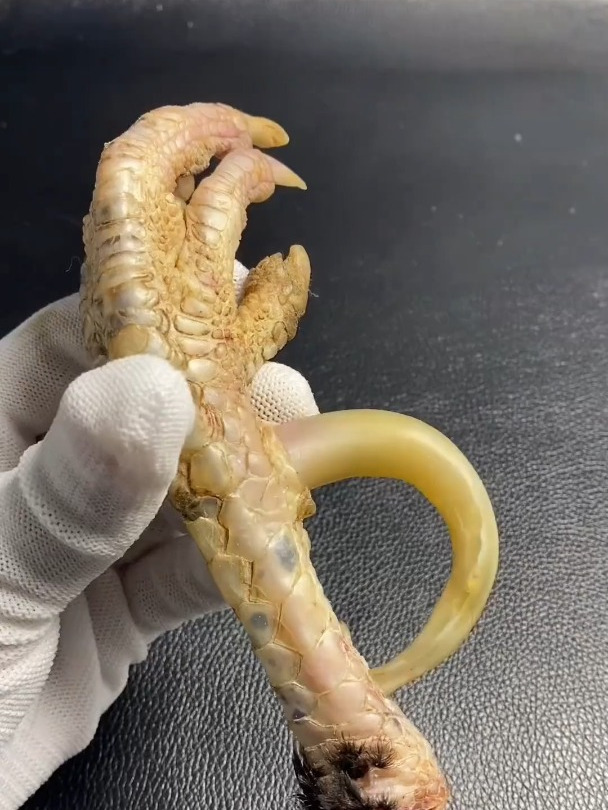 大哥真给力 鸡爪子做手把件
