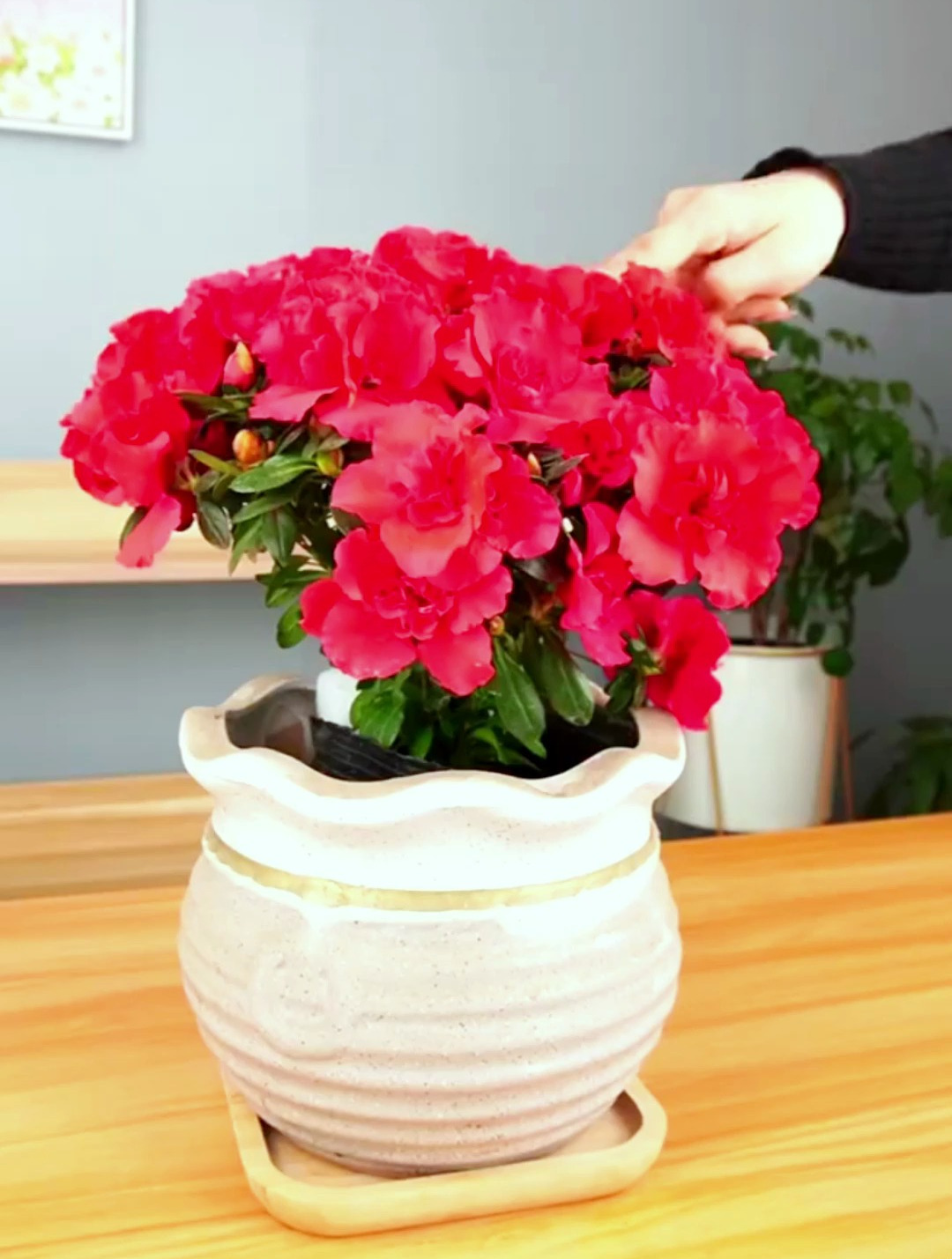 想杜鹃花二次开花?就是这么简单