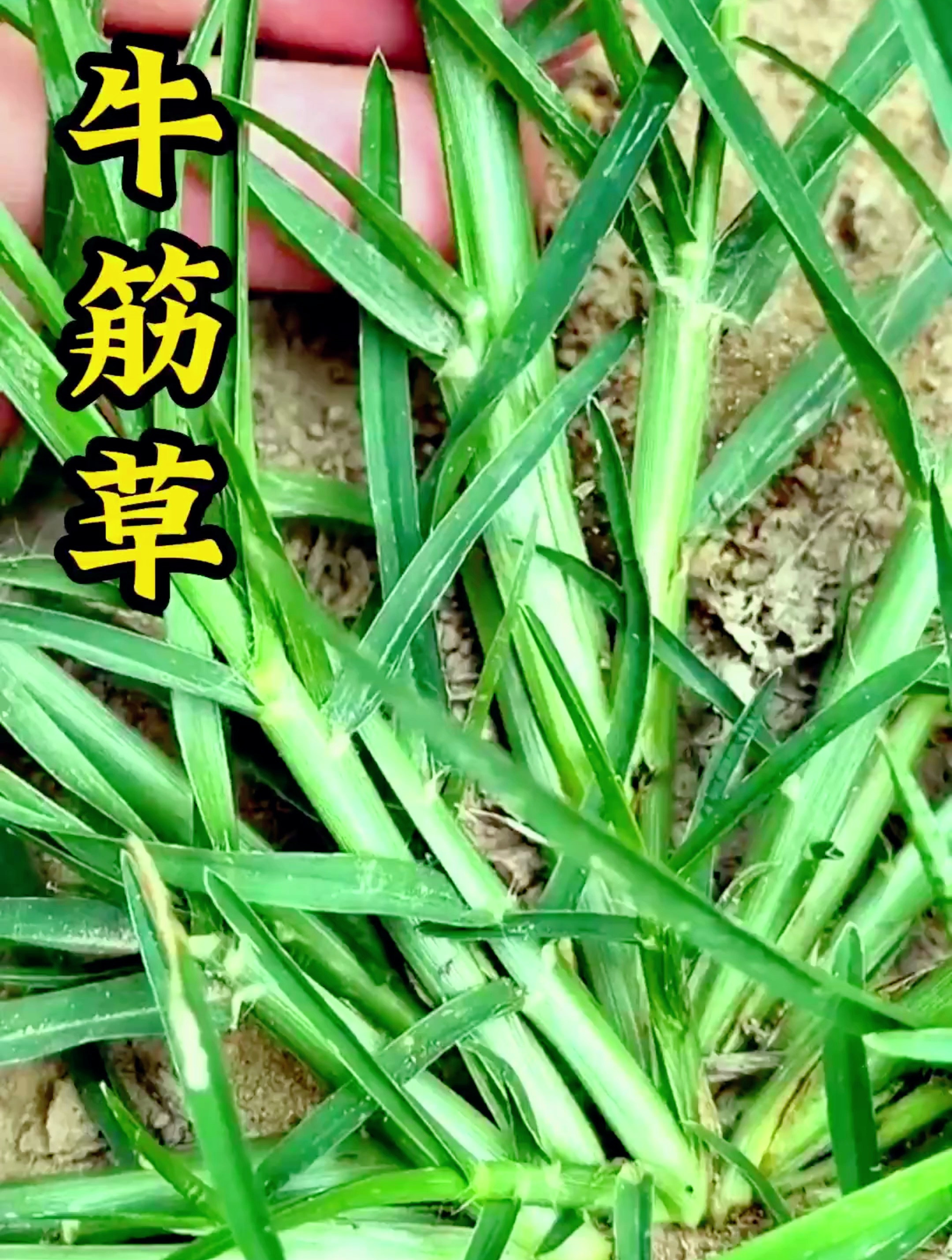 牛筋草还有这作用