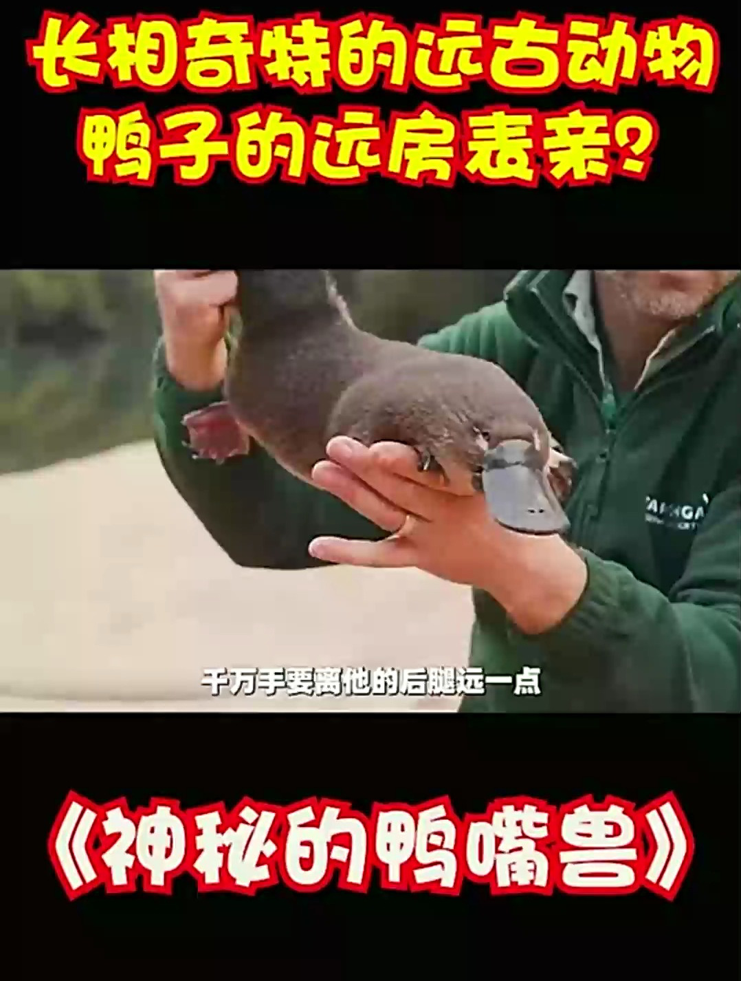 古老的神秘生物鸭嘴兽停止进化了吗?千万要离它们的后腿远一点