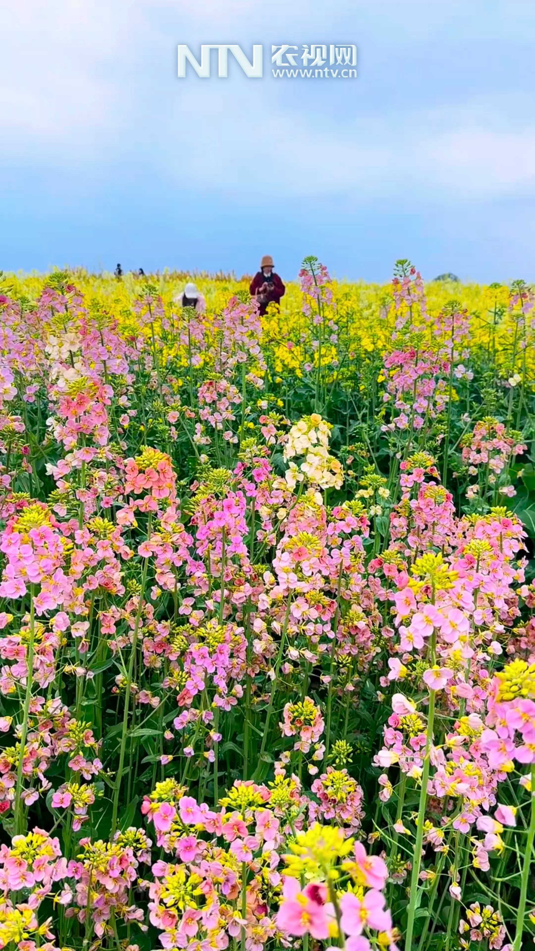 中国最美的油菜花田在哪里?