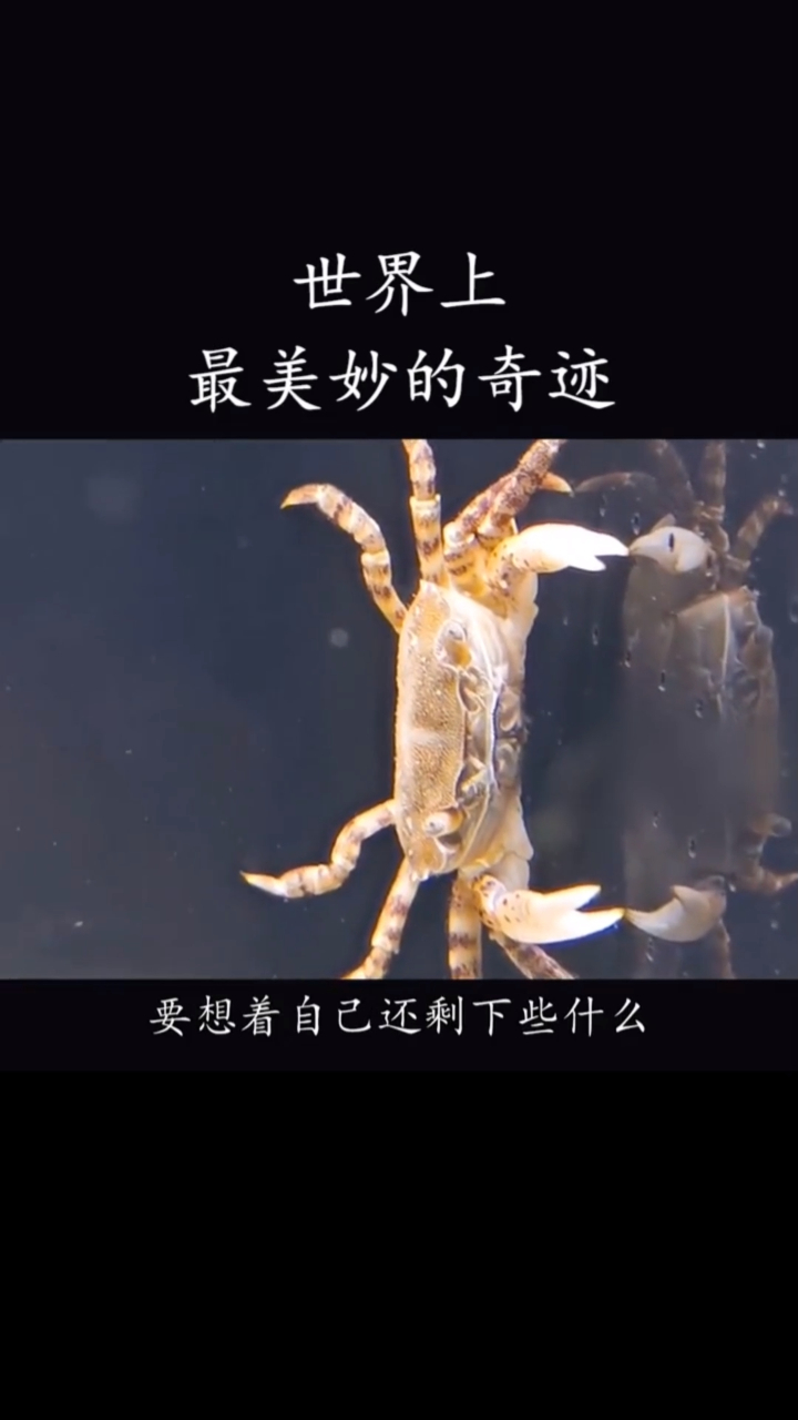 世界上最美妙的奇迹,没了腿的螃蟹也能坚强的活下去