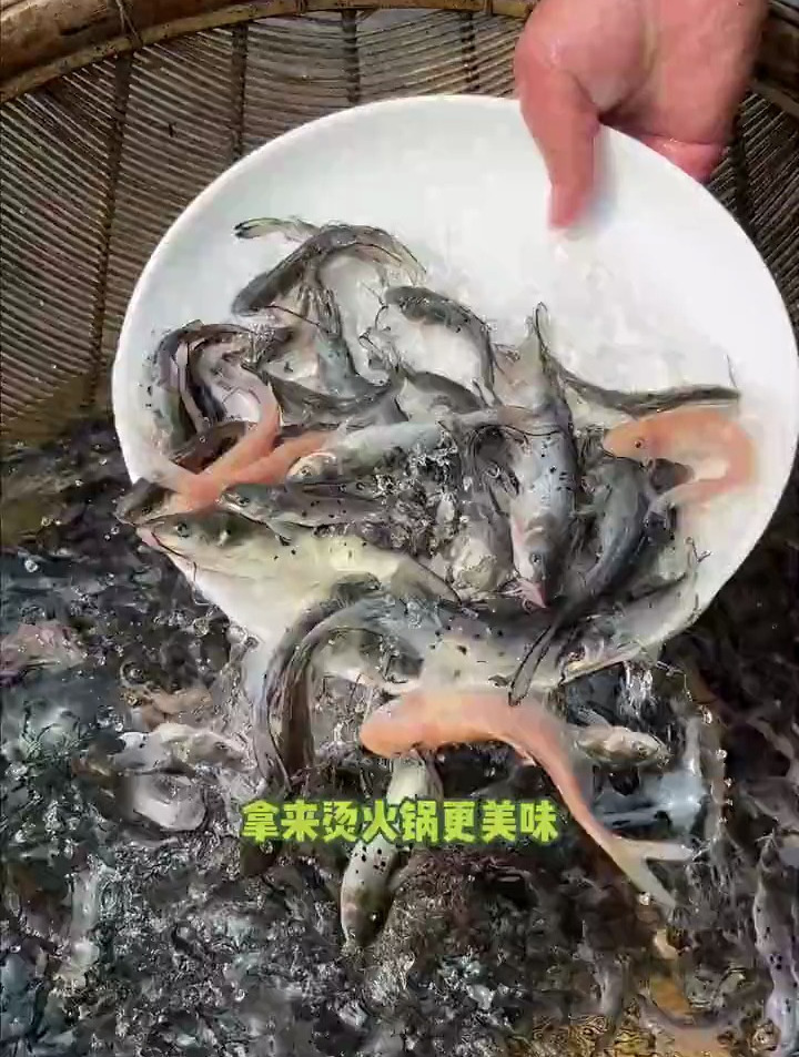 叉尾鱼又叫沟鲶、河鲶、美洲鲶是大型温水性淡水鱼类
