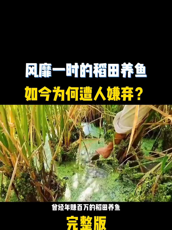 曾经风靡一时年赚百万的稻田养鱼,如今为何遭人嫌弃?