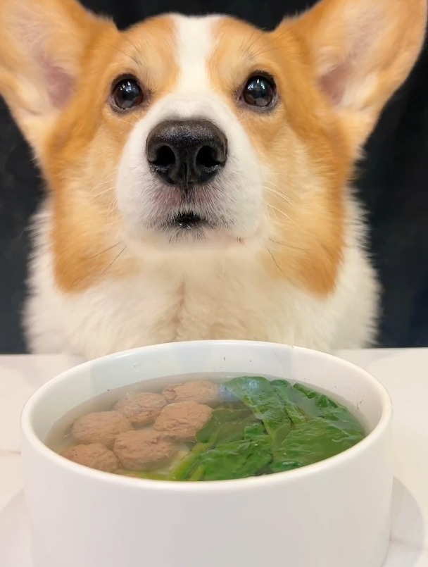 柯基犬喝木耳菜马肉丸汤
