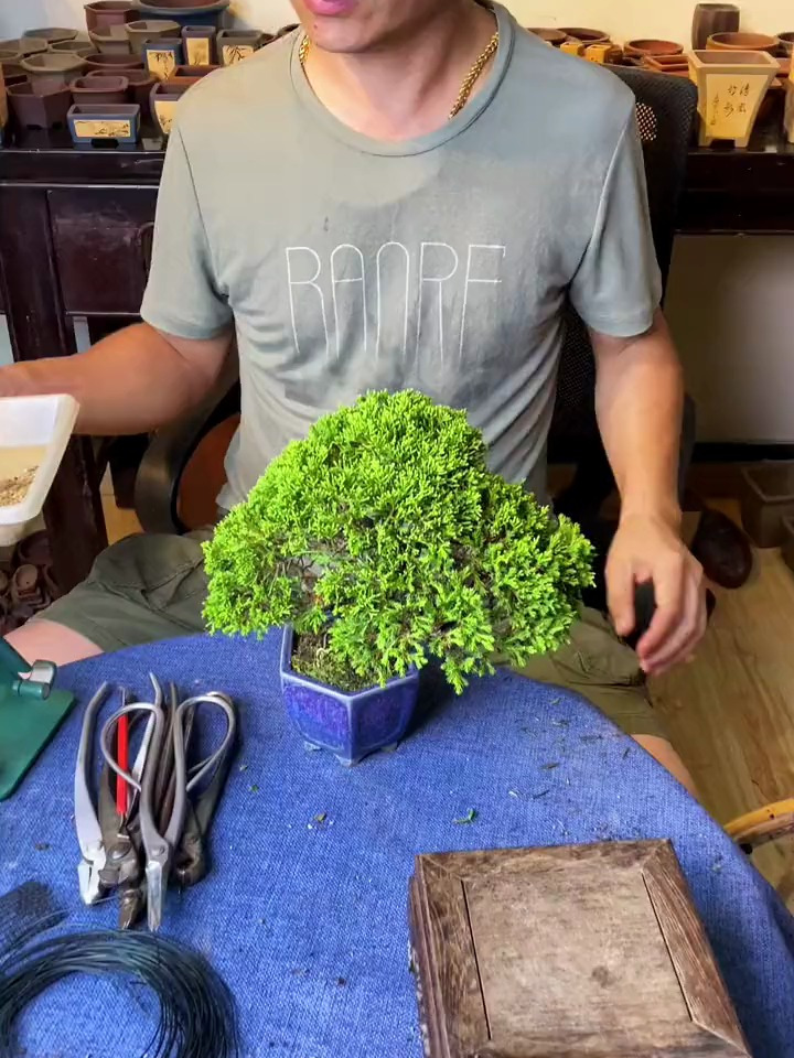 系鱼川真柏技巧与养护,你学会了吗